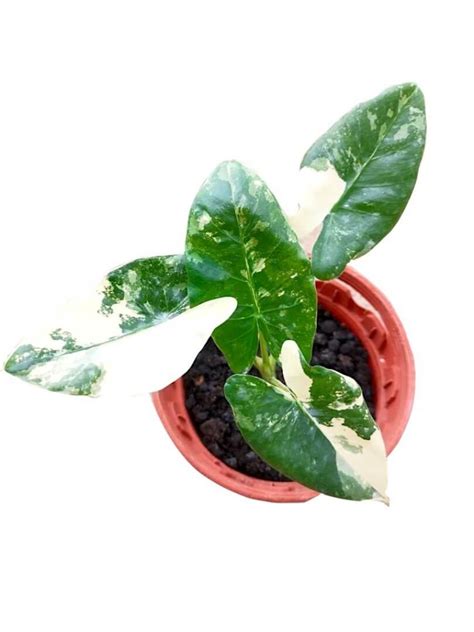 Alocasia Macrorrhiza Variegata » Exotic Foliage • Teo Joo Guan