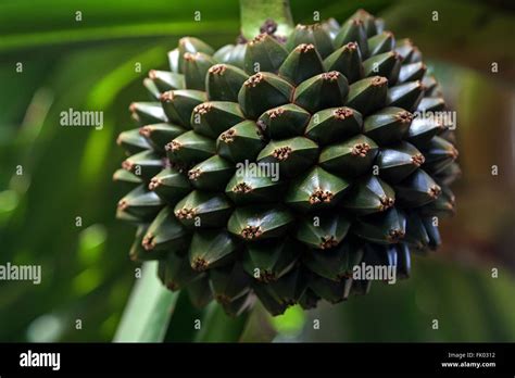 Screw Pine Fruit Hi Res Stock Photography And Images Alamy