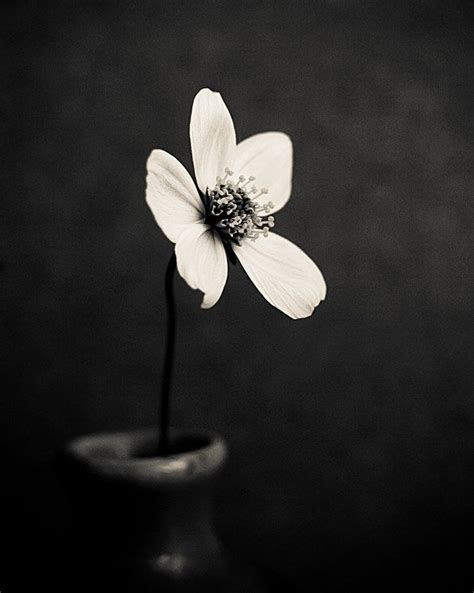 Foto Shuichi Machimoto Water Drops Love Flowers Dandelion Bubbles