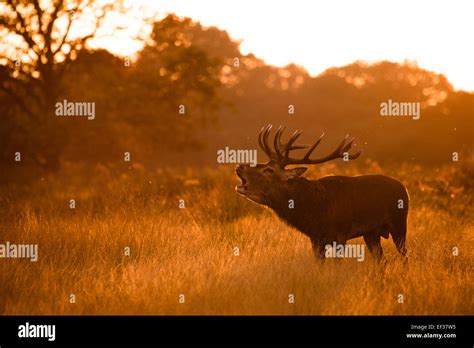 Bellowing Red Deer Stag Richmond Park London Uk Stock Photo Alamy