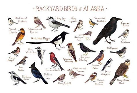 This Watercolor Painting Features 25 Backyard Birds Of Alaska As A