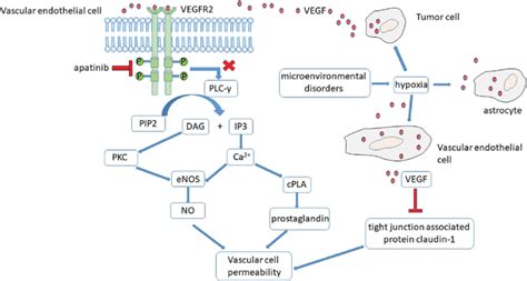 The Mechanism Of Vegf Mediated Increase In Vascular Permeability And