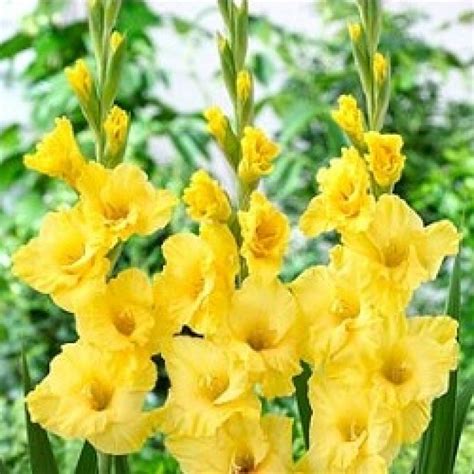 Buy Gladiolus Yellow - 6 Bulbs online at cheap price on plantsguru.com