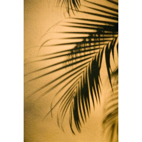 Sansibar Home Palm Tree Shadow Von Tomatopictures Leinwandbild