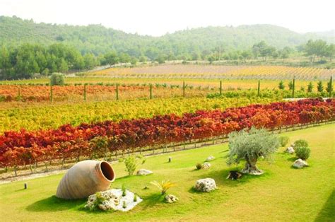 The History of Turkish Wine - afsoh.co