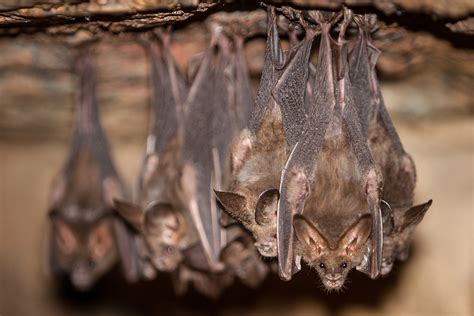 Savez vous pourquoi les chauves souris dorment la tête en bas