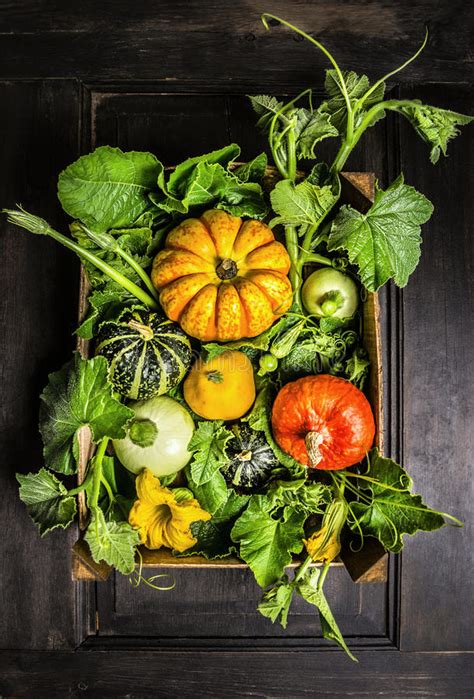 Diversas Calabazas Cosechan En Caja De Madera Con Los Troncos Las