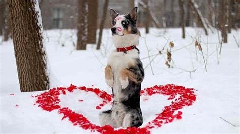 Valentine Dog Wallpapers - Top Free Valentine Dog Backgrounds - WallpaperAccess