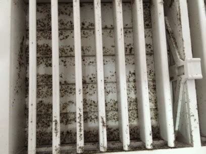 Is Your Air Conditioning System Causing Mold in your Florida Home ...