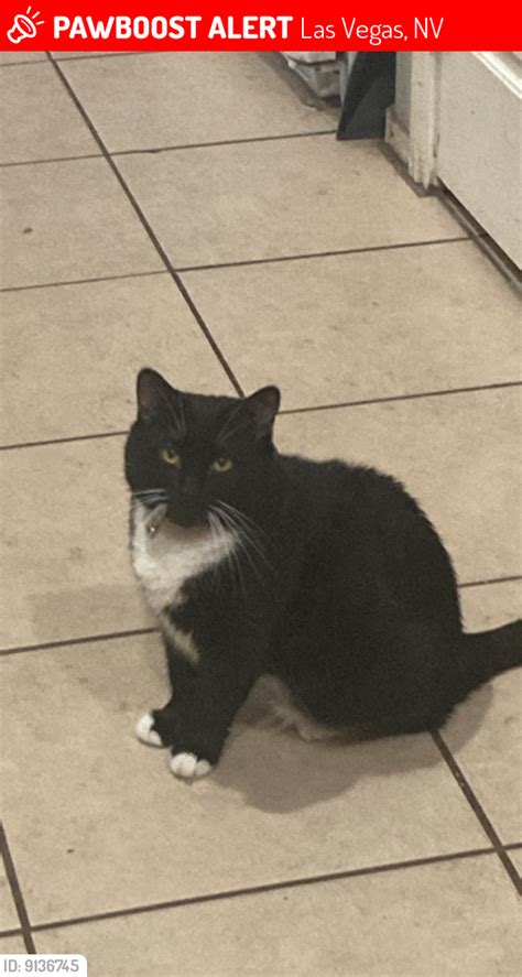 Las Vegas NV Lost Male Cat Mikey Is Missing PawBoost