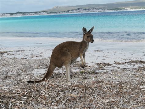 Kangaroo Beach - Free photo on Pixabay - Pixabay