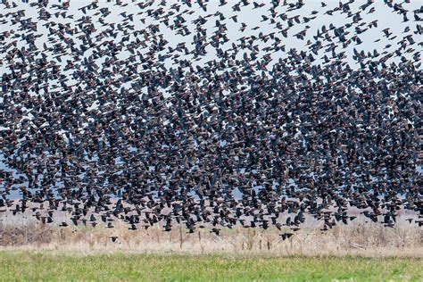 Flock Of Blackbirds Photograph By Morris Finkelstein Pixels