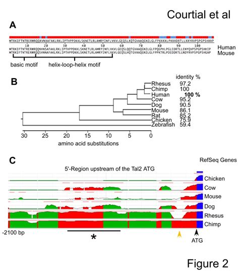 A Alignment Of The Human And Murine Tal2 Protein Sequence The Colour Download Scientific