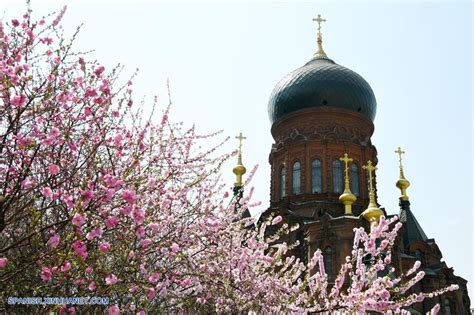 Catedral de Santa Sofía en Harbin Spanish xinhuanet