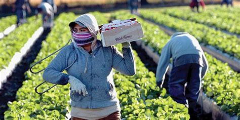 Honrando A Los Trabajadores Agrícolas En Eeuu Abasto