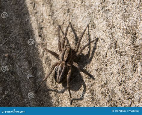 Wolf spider close up view stock image. Image of close - 146708567