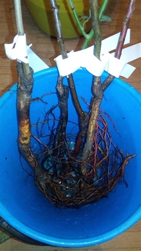 Роза плетистая Голубая | купить саженцы в интернет магазине Беккер в России