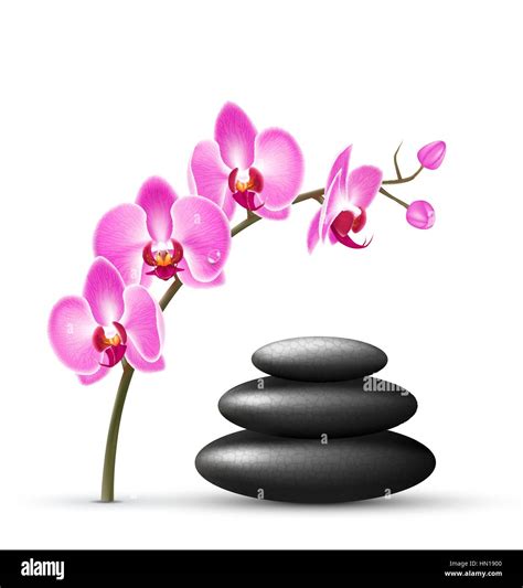 Stack Of Spa Stones With Orchid Pink Flowers Isolated On White Stock