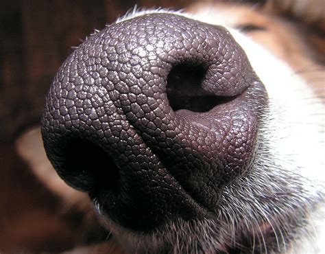 Filedogs Nose Wikimedia Commons