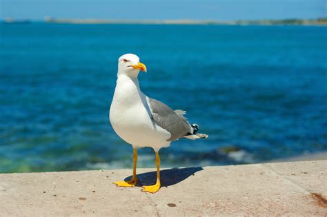 Son Las Gaviotas De Barcelona Una Especie Violenta