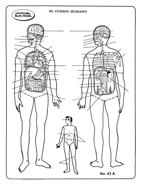 Diagrama Del Cuerpo Humano Director Meditativo Permanentemen