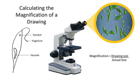 Calculating The Magnification Of A Drawing Youtube