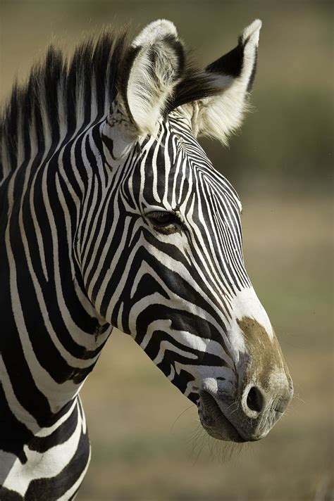 HD wallpaper: Close-up Photography of Zebra, animal, animal photography ...