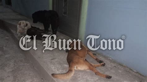 Denuncian Envenenamiento De Perros En Ixhuatlancillo El Buen Tono