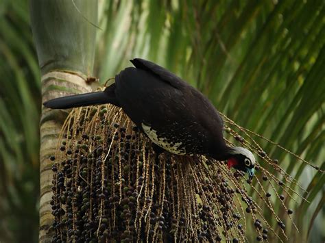 Foto Jacutinga Aburria Jacutinga Por Altevir Depetris Wiki Aves A