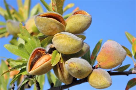 Almond Tree Seeds Grow Almonds Trees Etsy