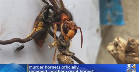 Murder Hornets Given New Name Cbs Boston