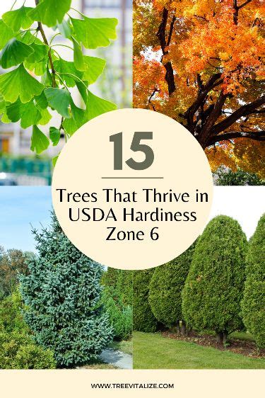 15 Trees That Thrive In Usda Hardiness Zone 6 Best Shade Trees Trees To Plant Privacy Plants