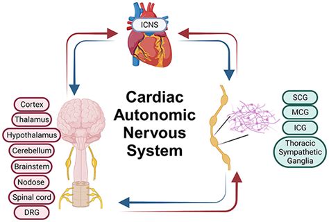 Frontiers Cardiopulmonary Nerve Stimulation As A Novel Therapy For