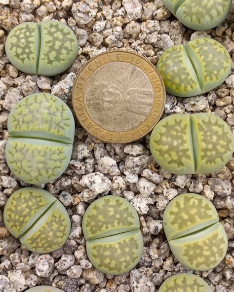 Lithops Julii Ssp Fulleri Cv Fullergreen C56A