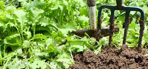 The Benefits Of Growing Mustard