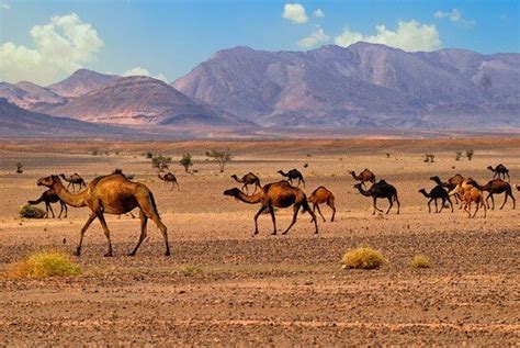 Morocco Camel Trekking Merzouga