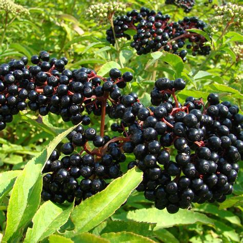 Elderberry Sambucus Canadensis Schumacher S Nursery Berry Farm