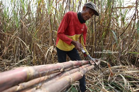 Optimistis Areal Tanam Tebu Lebih Luas Radar Bojonegoro