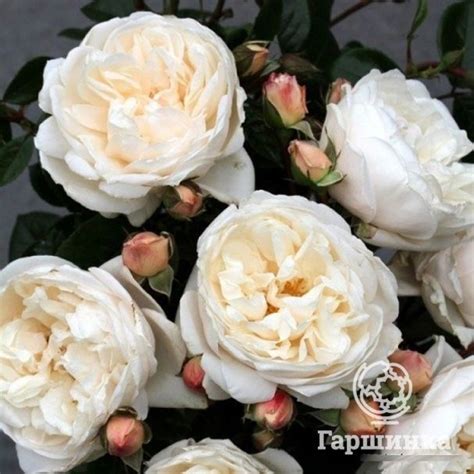 Роза Саммер Мемориз, Кордес | Интернет-магазин садовых растений | Shrub ...