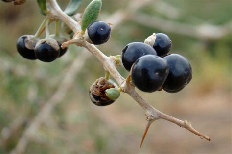 Medlar Planting Pruning Harvesting Mespilus Germanicus