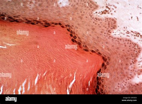 Skin Histology Stock Photo Alamy