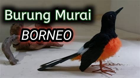 Kerajinan Bentuk Burung Murai Batu Borneo Dari Sabut Kelapa Dan Benang