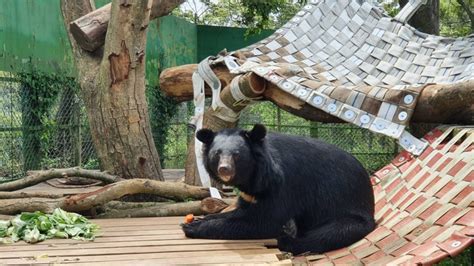 保育員化身動物玩具專家 打造動物專屬遊樂場 自由藝文網