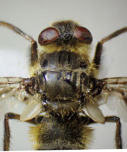 Hypoderma Diana Male Head Thorax Glen Tilt Perthshire Flickr