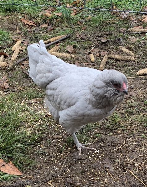 Lavender Self-Blue Ameraucana Hatching Eggs Shipped