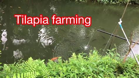 Tilapia Farming In Backyardmagandang Pag Kakitaan Youtube