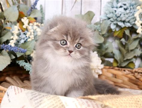 Blue Chinchilla Golden Persian Kittens (Past Kittens)