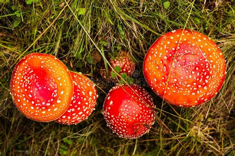 Amanita Muscaria Gemeinhin Als Fliegenagarik Oder Fliegenamanita Pilze