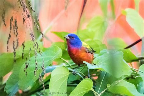 Painted Bunting From Guayacan La Lomita Palenque Chis M Xico