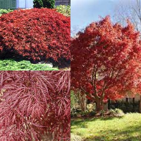 Seeds For Planting Acer Palmatum Matsumurae Ever Red Dry Seed Ever